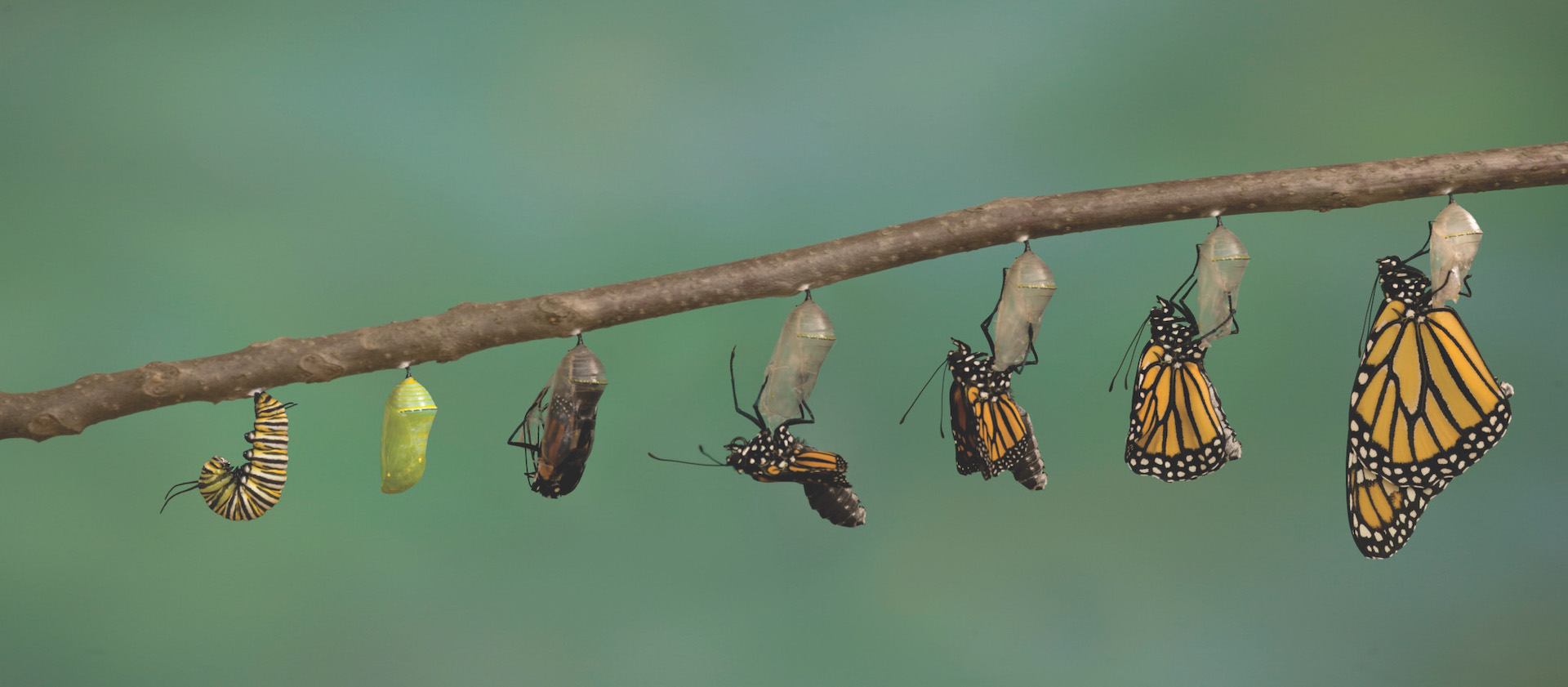 Tackle Today: Trading Metamorphosis (Monarch Butterfly emerging from it's chrysalis)