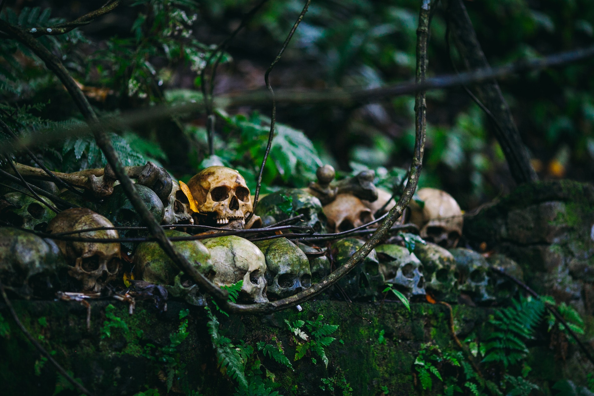 Tackle Today: Forex: Cemetery of Reputations ⚰ (Photo by Cristian Grecu on Unsplash)