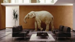 Tackle-Today-The-Elephant-in-the-Room